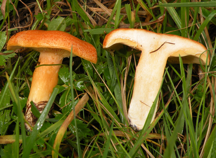 Lactarius porninsis?